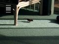 bird in condo